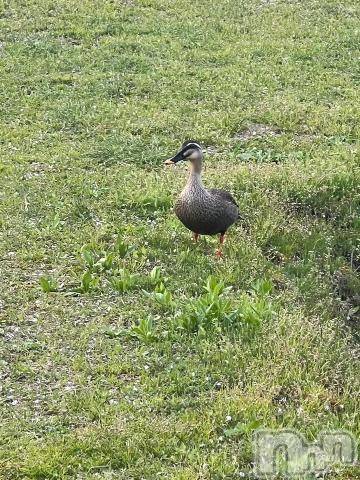 三条デリヘル新潟デリヘル倶楽部　三条店(ニイガタデリヘルクラブ　サンジョウテン) かな(21)の6月3日写メブログ「[お題]from:赤城さん」