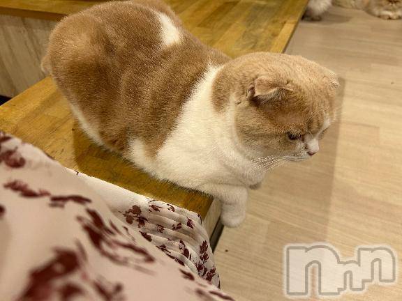 三条デリヘル新潟デリヘル倶楽部　三条店(ニイガタデリヘルクラブ　サンジョウテン) かな(21)の12月14日写メブログ「かなのイチオシ」