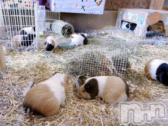 三条デリヘル新潟デリヘル倶楽部　三条店(ニイガタデリヘルクラブ　サンジョウテン) かな(21)の11月7日写メブログ「ずーっと見てられる」