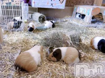 三条デリヘル 新潟デリヘル倶楽部　三条店(ニイガタデリヘルクラブ　サンジョウテン) かな(21)の11月7日写メブログ「ずーっと見てられる」