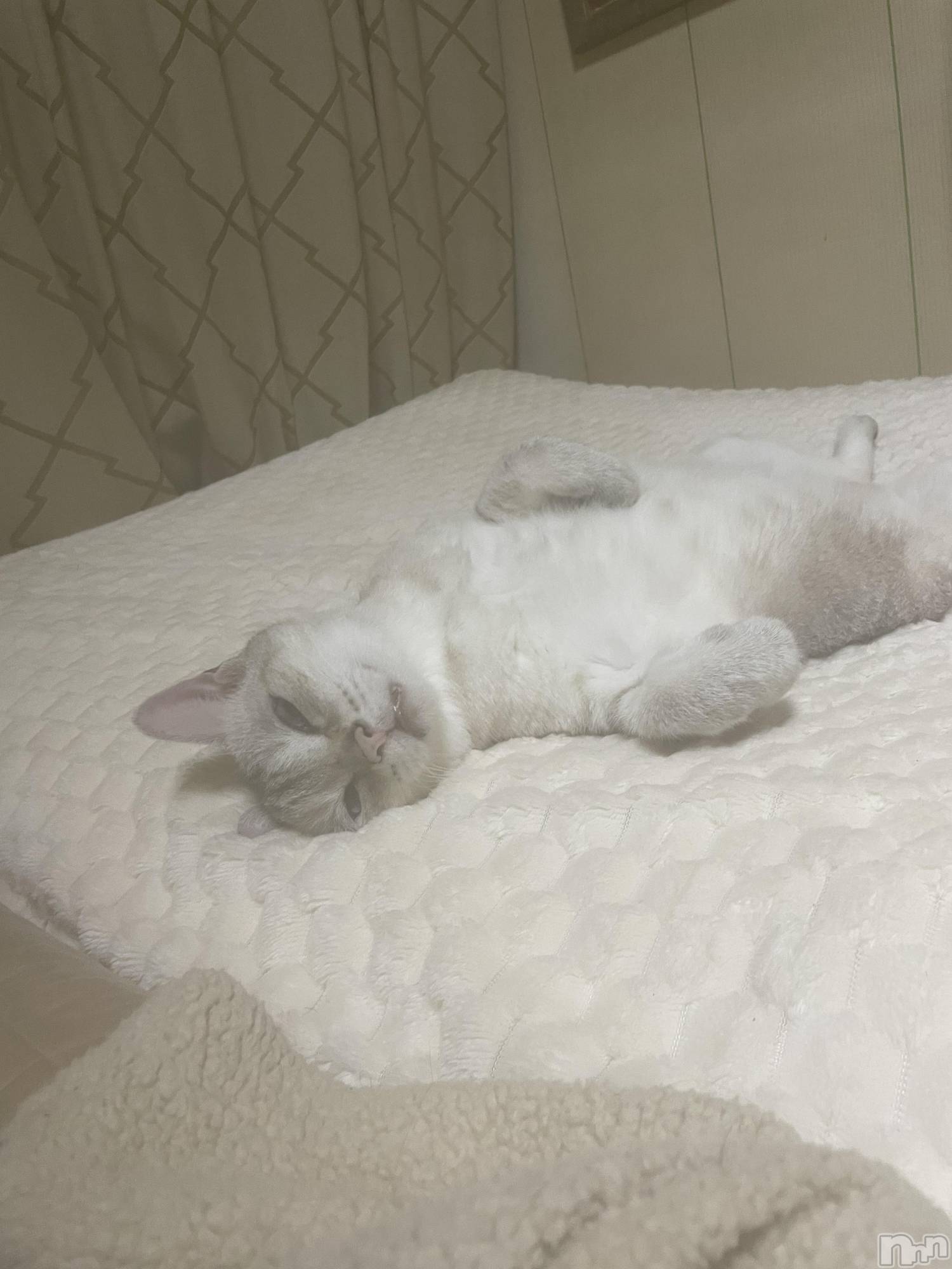 Įʥå륺СL'asile(饸) 2025ǯ113̥֥֥饱