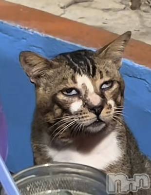 Įʥå륺СL'asile(饸) ʤ(24)918̥֥줤