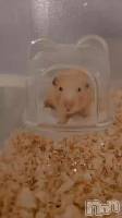 🐹