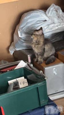 長岡デリヘル 長岡風俗出張アロママッサージ(ナガオカフウゾクシュッチョウアロママッサージ) 素人君も至れり尽くせり♪あきら(32)の6月13日写メブログ「今日もよろしくお願いします🙇‍♀️」