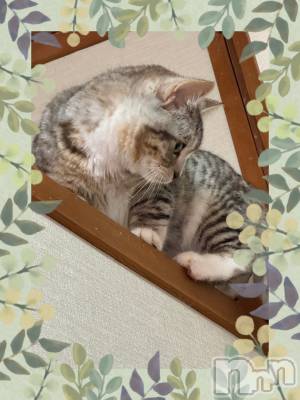 長岡デリヘル 長岡風俗出張アロママッサージ(ナガオカフウゾクシュッチョウアロママッサージ) 素人君も至れり尽くせり♪あきら(32)の3月20日写メブログ「今週も🫶❤️」