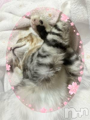 長岡デリヘル 長岡風俗出張アロママッサージ(ナガオカフウゾクシュッチョウアロママッサージ) 素人君も至れり尽くせり♪あきら(32)の4月9日写メブログ「イベント開催中🫶」