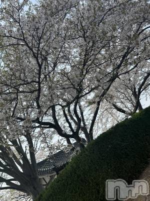 長岡デリヘル 長岡風俗出張アロママッサージ(ナガオカフウゾクシュッチョウアロママッサージ) 素人君も至れり尽くせり♪あきら(32)の4月19日写メブログ「お問い合わせありがとうございます🍀*゜」