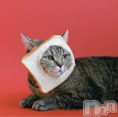 長岡デリヘル長岡人妻市(ナガオカヒトヅマイチ) せりか★『極嬢』による乳首攻め(34)の11月14日写メブログ「にゃーご🐱にゃーご」