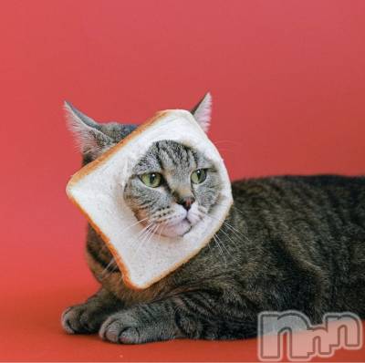 長岡デリヘル 長岡人妻市(ナガオカヒトヅマイチ) せりか★『極嬢』による乳首攻め(34)の11月14日写メブログ「にゃーご🐱にゃーご」