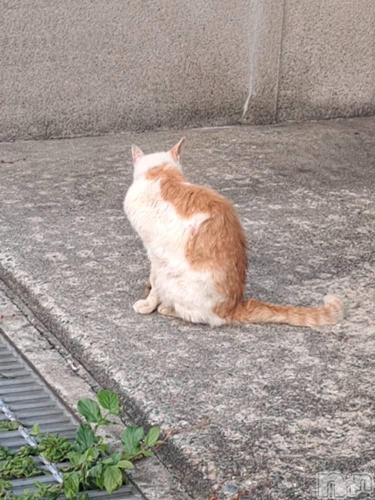 ʥå륺СSNACK Himawari(ʥåҥޥ) Ť75̥֥🐈️