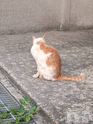 ʥå륺СSNACK Himawari(ʥåҥޥ) Ť(22)75̥֥🐈️