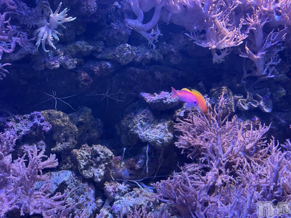 ���ᥭ��Х��顦�����Club Focus(����֡��ե�������) ��������7��14���̥�֥�����🪼��