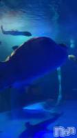 🦈🦈🦈