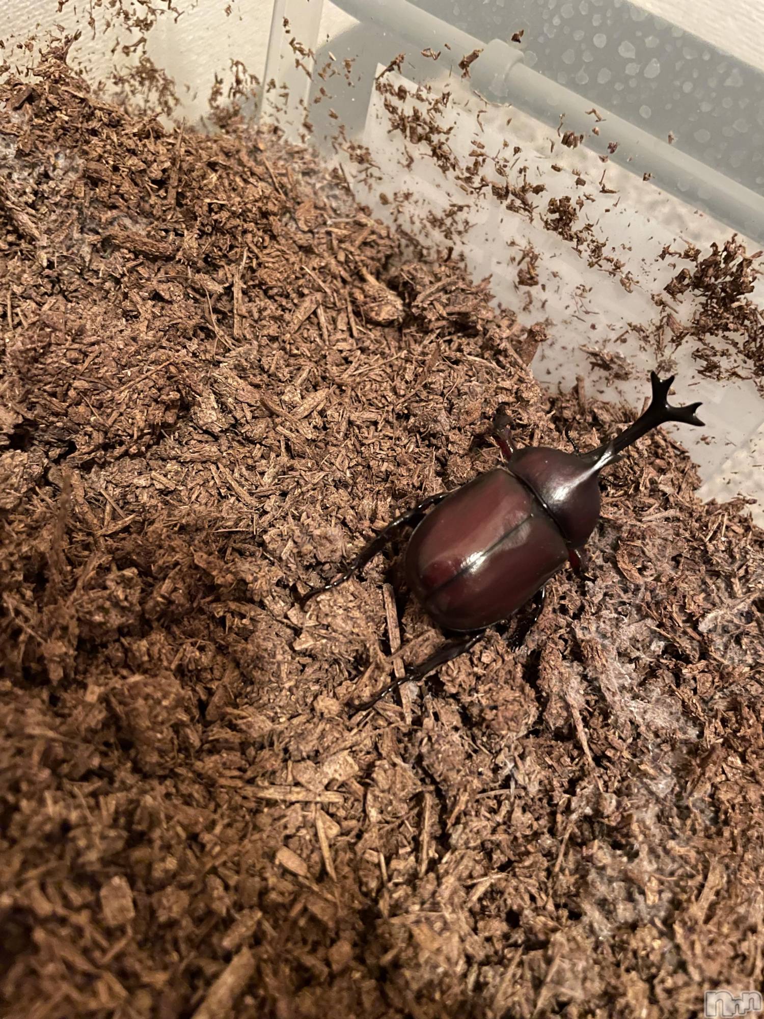 ���ᥭ��Х��顦�����Club Focus(����֡��ե�������) ��2023ǯ7��18���̥�֥�����🦖🌻☀️��