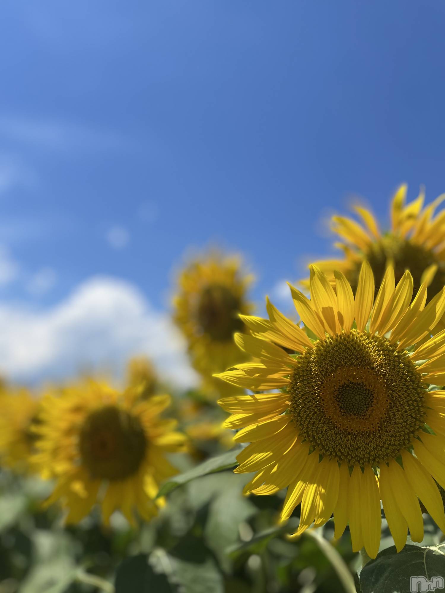 ���ᥭ��Х��顦�����Club Focus(����֡��ե�������) ��2023ǯ8��4���̥�֥�����🌼🌼🌼��