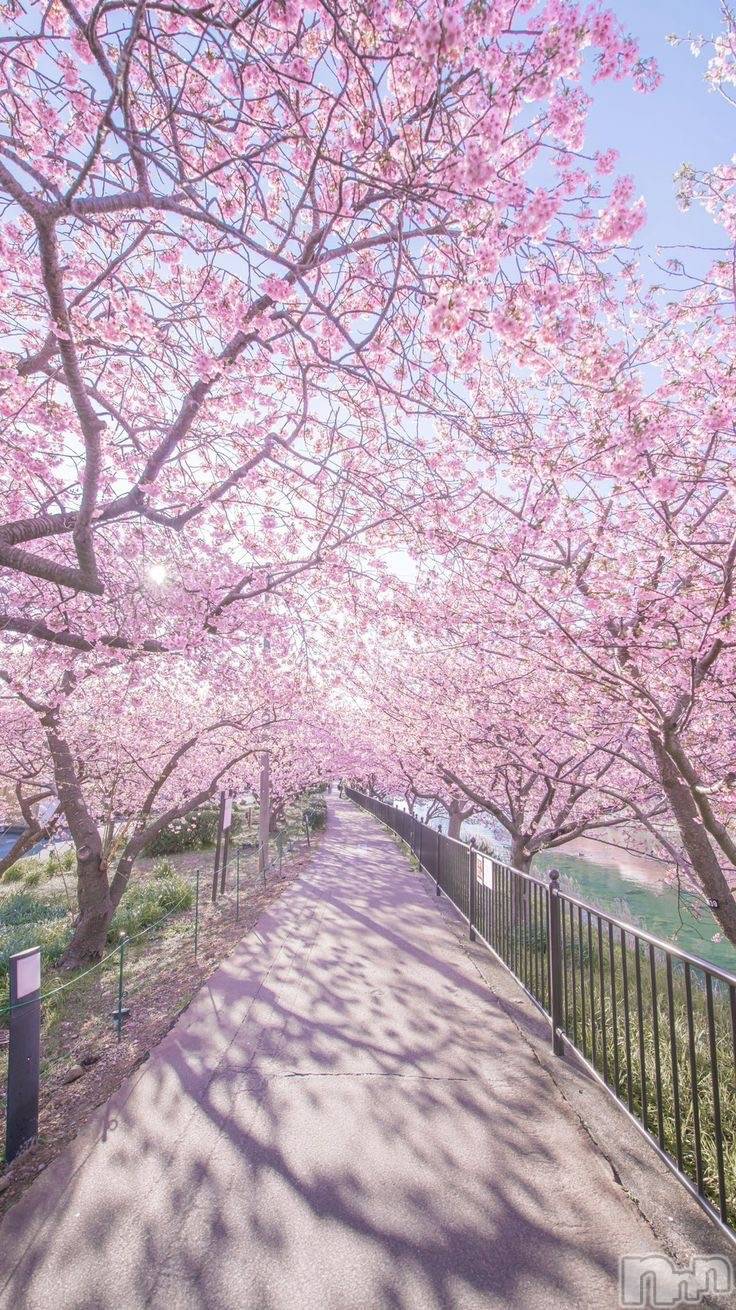 ���ᥭ��Х��顦�����Club Focus(����֡��ե�������) ��2024ǯ4��4���̥�֥�����🌸🌸🌸��