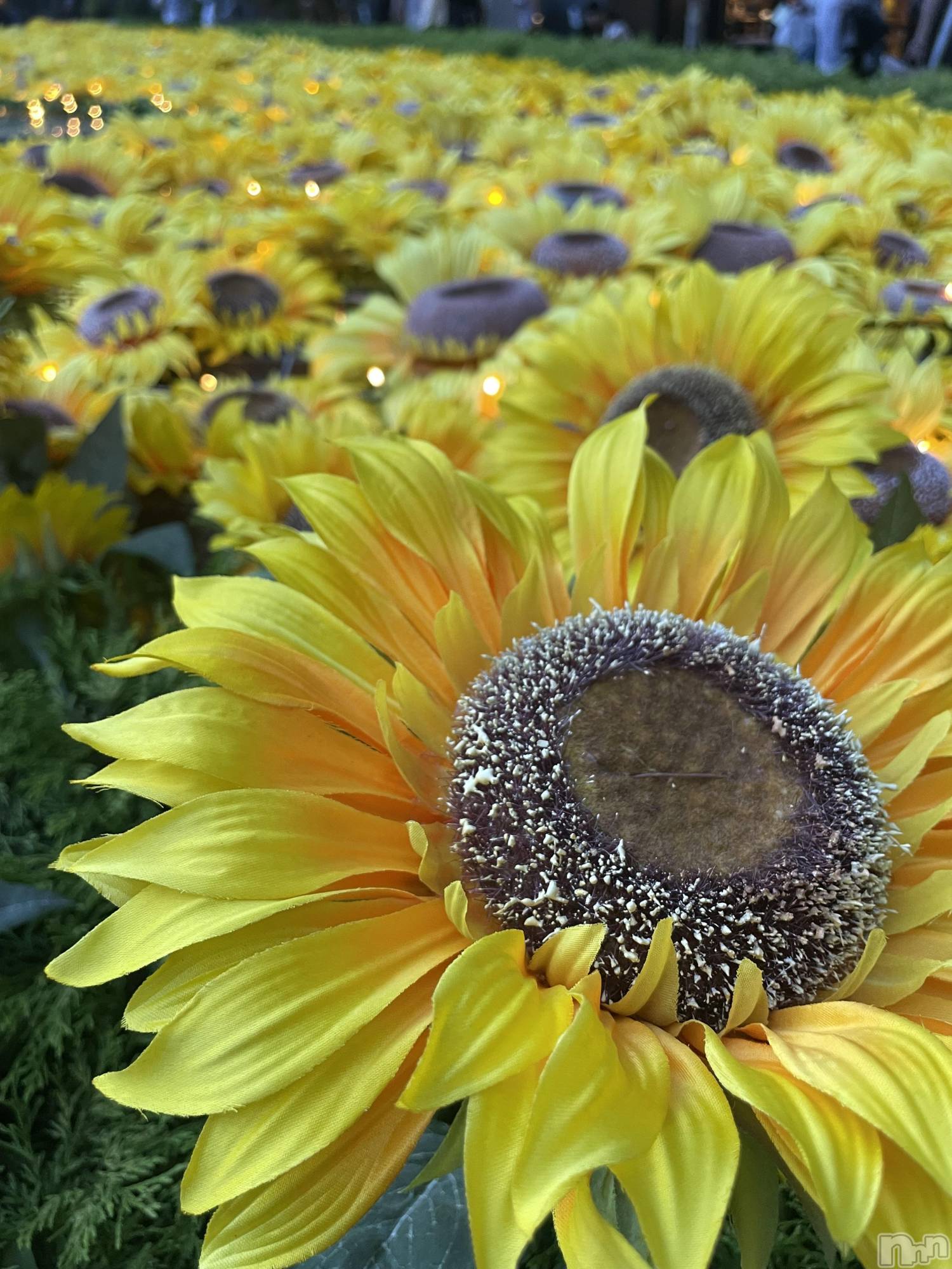 ���ᥭ��Х��顦�����Club Focus(����֡��ե�������) ��2024ǯ7��23���̥�֥�����🌻🌻🌻��