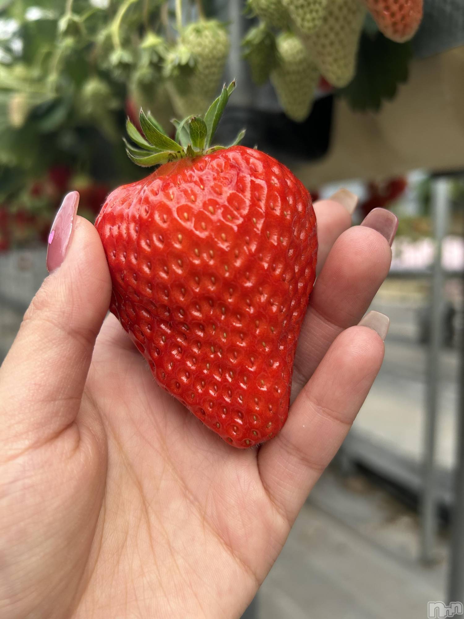 ���ᥭ��Х��顦�����Club Focus(����֡��ե�������) ��2025ǯ2��25���̥�֥�����🍓🍓🥛��