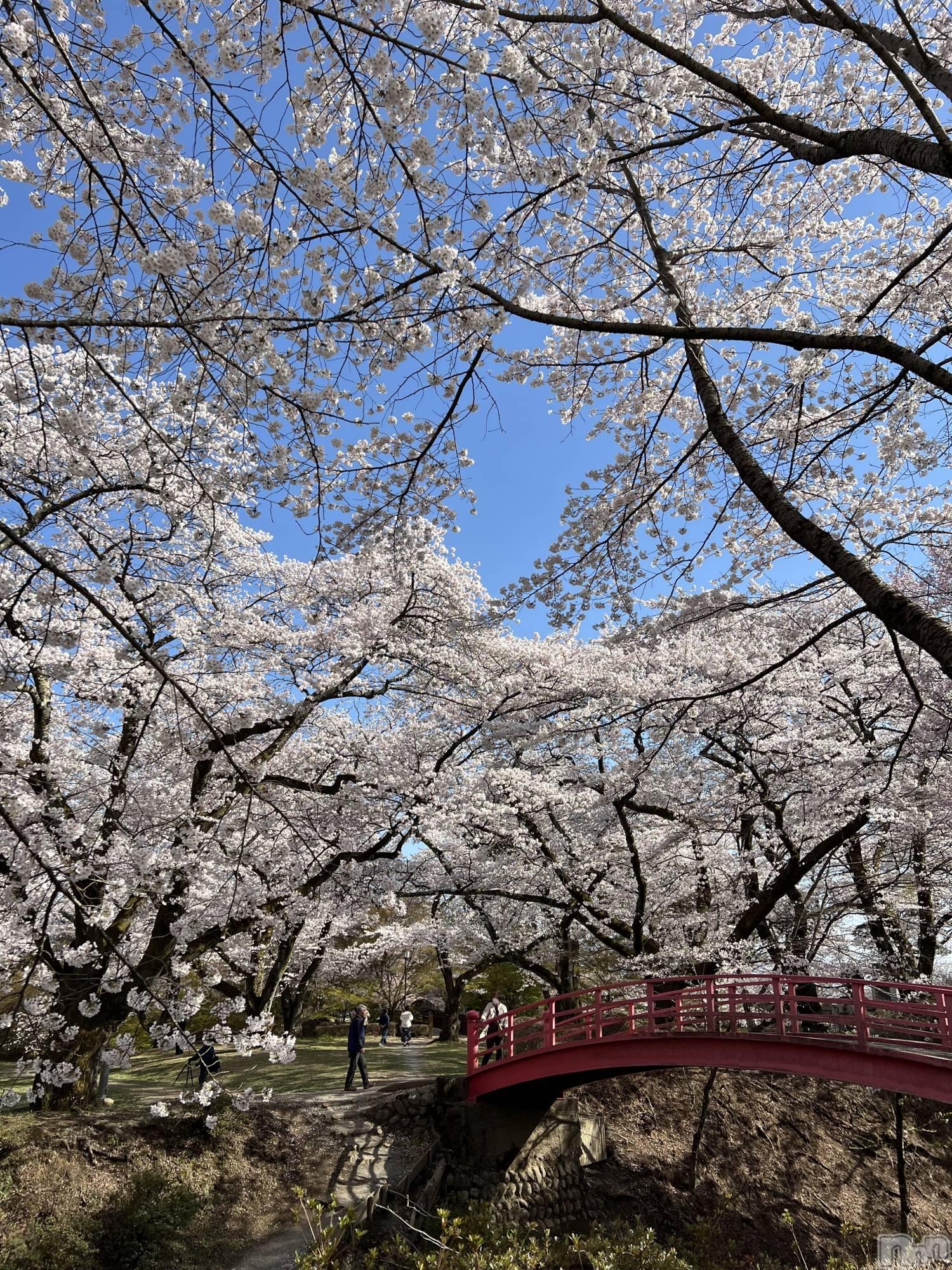 ���ᥭ��Х��顦�����Club Focus(����֡��ե�������) ��2025ǯ4��16���̥�֥�����🌸🌸🌸��