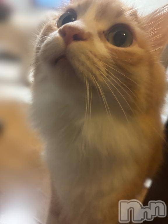 新潟デリヘルOffice Amour(オフィスアムール) よもぎ/ヘルス課(23)の1月6日写メブログ「[お題]from:ナポレオンさん」