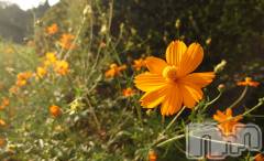 上越デリヘルらぶ妻　～新潟の人妻が集う店～(ラブツマ) 石野さとみ★淫ら(47)の9月9日写メブログ「暑」