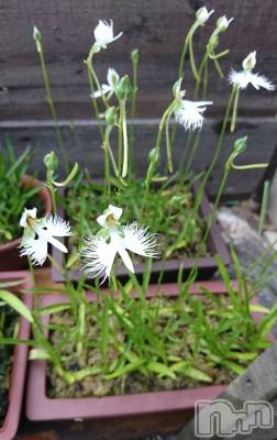 上越デリヘル らぶ妻　～新潟の人妻が集う店～(ラブツマ) 石野さとみ★淫ら(47)の8月13日写メブログ「8月」