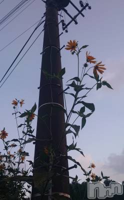 上越デリヘル らぶ妻　～新潟の人妻が集う店～(ラブツマ) 石野さとみ★淫ら(47)の8月28日写メブログ「夜が涼しくなった」