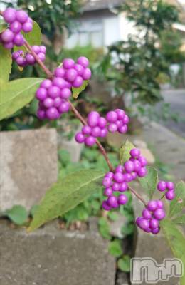 上越デリヘル らぶ妻　～新潟の人妻が集う店～(ラブツマ) 石野さとみ★淫ら(47)の10月7日写メブログ「秋」