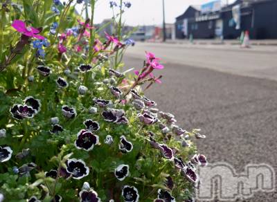 上越デリヘル らぶ妻　～新潟の人妻が集う店～(ラブツマ) 石野さとみ★淫ら(47)の11月4日写メブログ「お花」