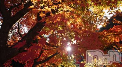 上越デリヘル らぶ妻　～新潟の人妻が集う店～(ラブツマ) 石野さとみ★淫ら(47)の11月11日写メブログ「秋は短い」