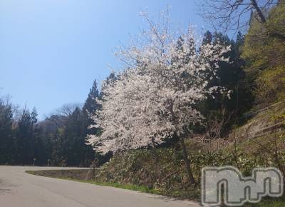 上越デリヘル らぶ妻　～新潟の人妻が集う店～(ラブツマ) 石野さとみ★淫ら(47)の4月15日写メブログ「さくら」