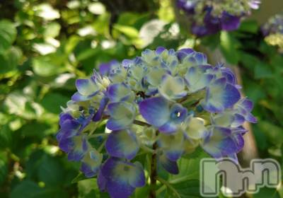 上越デリヘル らぶ妻　～新潟の人妻が集う店～(ラブツマ) 石野さとみ★淫ら(47)の7月22日写メブログ「湿度も落ちついて」