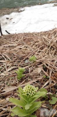 上越デリヘル らぶ妻　～新潟の人妻が集う店～(ラブツマ) 石野さとみ★淫ら(47)の4月18日写メブログ「気温差」