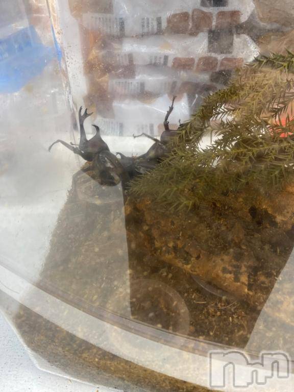 長岡デリヘルBIANCA～主人の知らない私～長岡店(ビアンカナガオカテン) 凪沢　みづき(34)の6月27日写メブログ「カブトムシ」