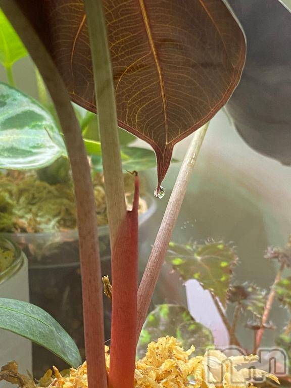 長岡デリヘルBIANCA～主人の知らない私～長岡店(ビアンカナガオカテン)凪沢　みづき(34)の2025年6月4日写メブログ「明日出勤します⭐️」