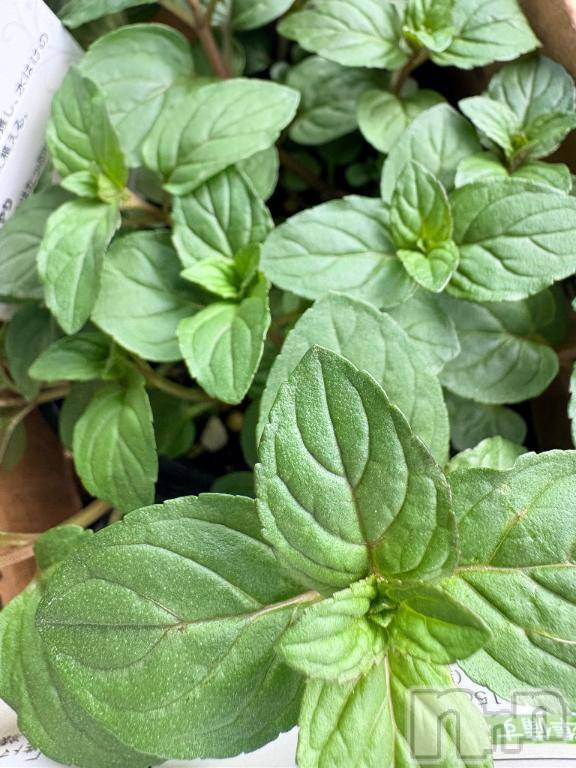 長岡デリヘルBIANCA～主人の知らない私～長岡店(ビアンカナガオカテン)凪沢　みづき(34)の2026年4月5日写メブログ「🌸🌸🌸」