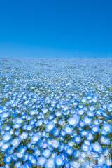 長岡デリヘルBIANCA～主人の知らない私～長岡店(ビアンカナガオカテン) 凪沢　みづき(34)の5月9日写メブログ「🌼春だー🌼」