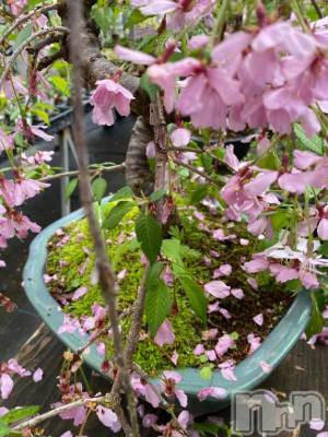 長岡デリヘル BIANCA～主人の知らない私～長岡店(ビアンカナガオカテン) 凪沢　みづき(34)の4月23日写メブログ「桜も終わり…」