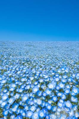 長岡デリヘル BIANCA～主人の知らない私～長岡店(ビアンカナガオカテン) 凪沢　みづき(34)の5月9日写メブログ「🌼春だー🌼」