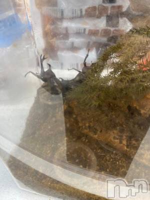 長岡デリヘル BIANCA～主人の知らない私～長岡店(ビアンカナガオカテン) 凪沢　みづき(34)の6月27日写メブログ「カブトムシ」