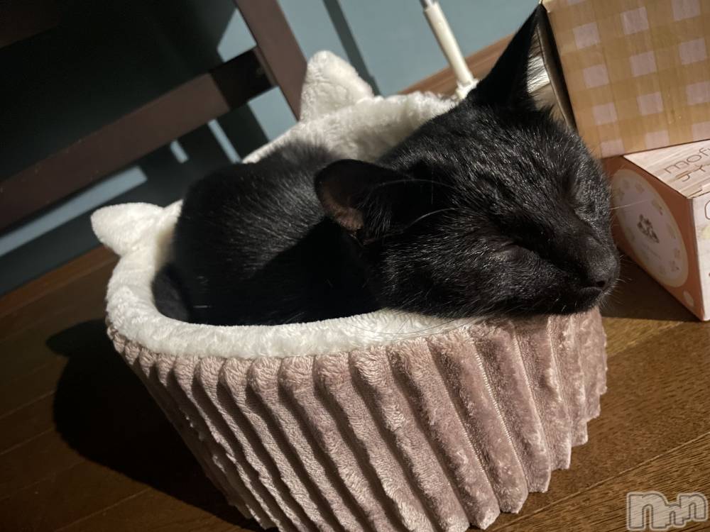 ��ë����Х��顦�����CLUB��Paladin(����֡��ѥ�ǥ���) ��������11��1���̥�֥�����🐈‍⬛��