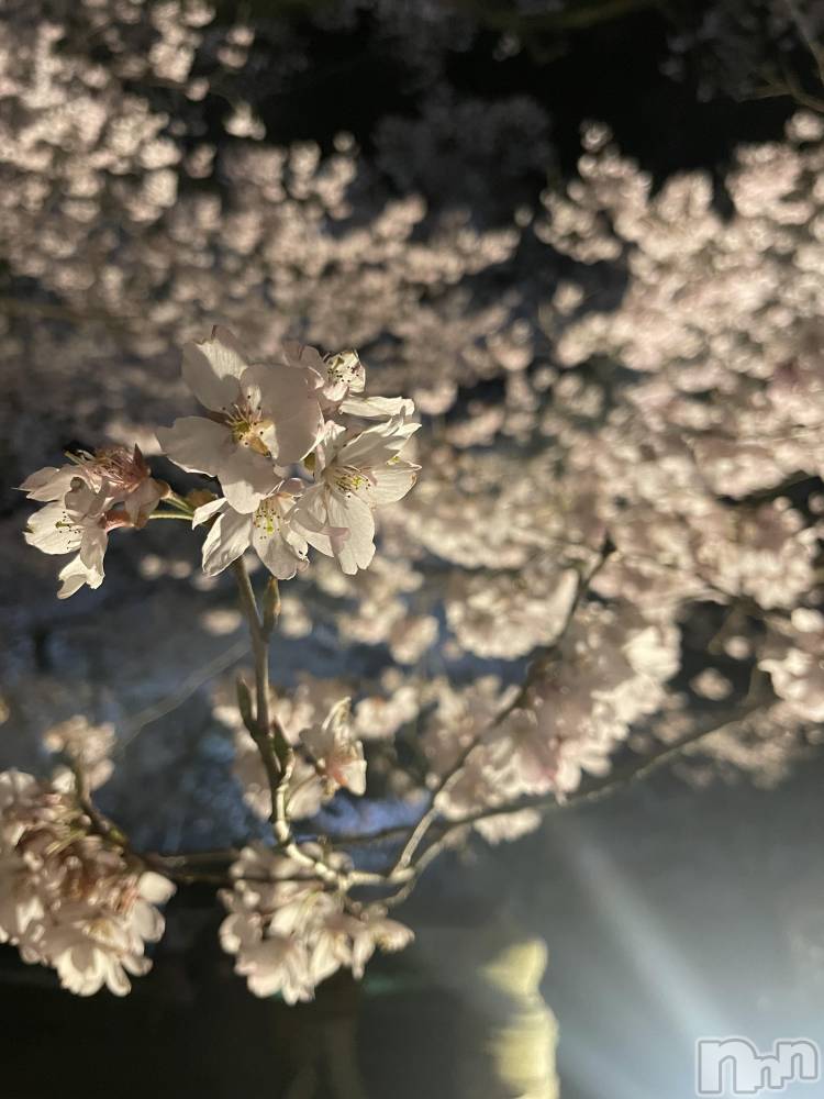 ��ë����Х��顦�����CLUB��Paladin(����֡��ѥ�ǥ���) ��������4��12���̥�֥�����🌸��