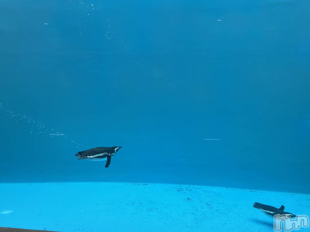 ��ë����Х��顦�����CLUB��Paladin(����֡��ѥ�ǥ���) ��������2��2���̥�֥�����🐠��