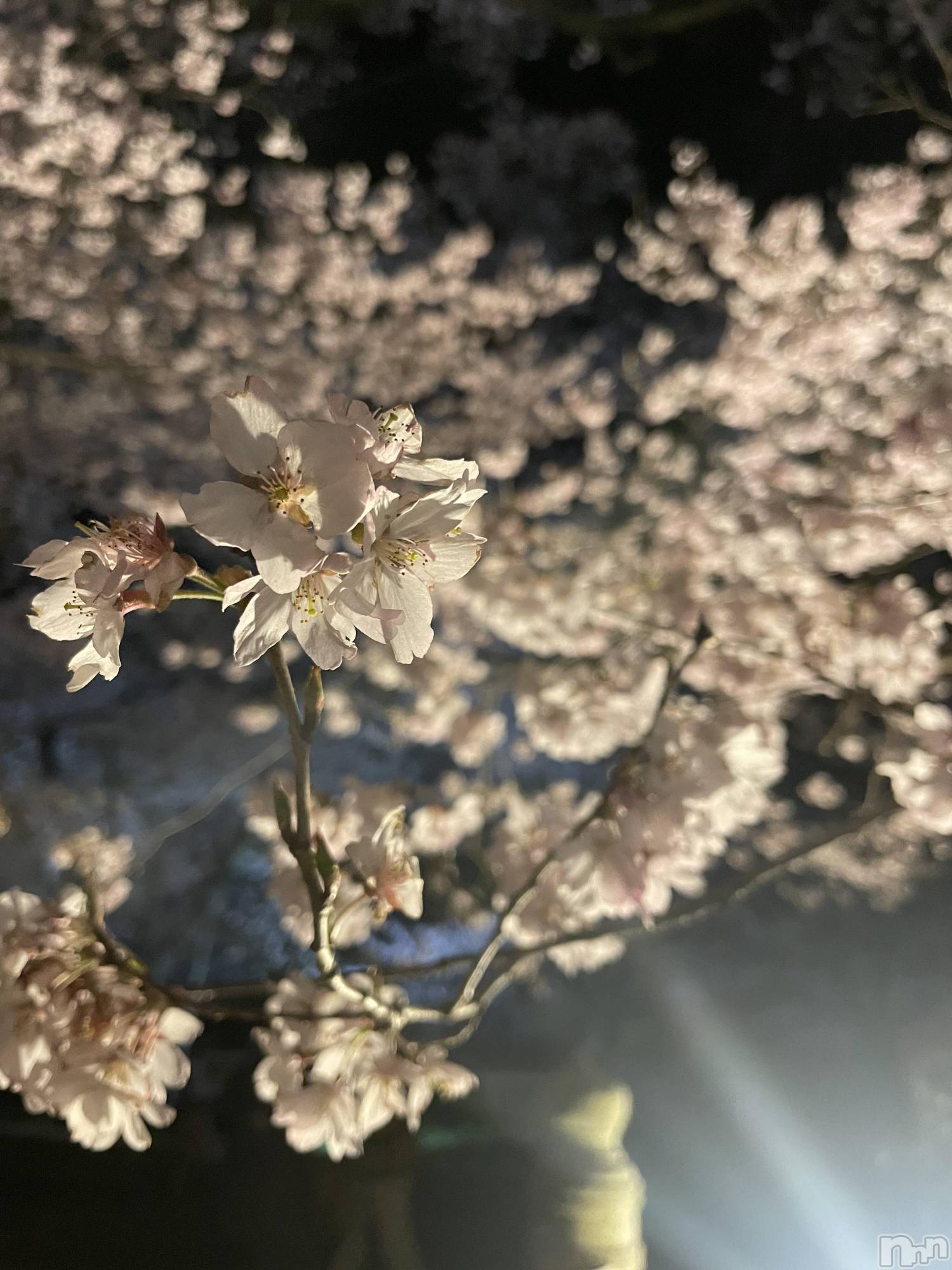 ��ë����Х��顦�����CLUB��Paladin(����֡��ѥ�ǥ���) ��2024ǯ4��12���̥�֥�����🌸��