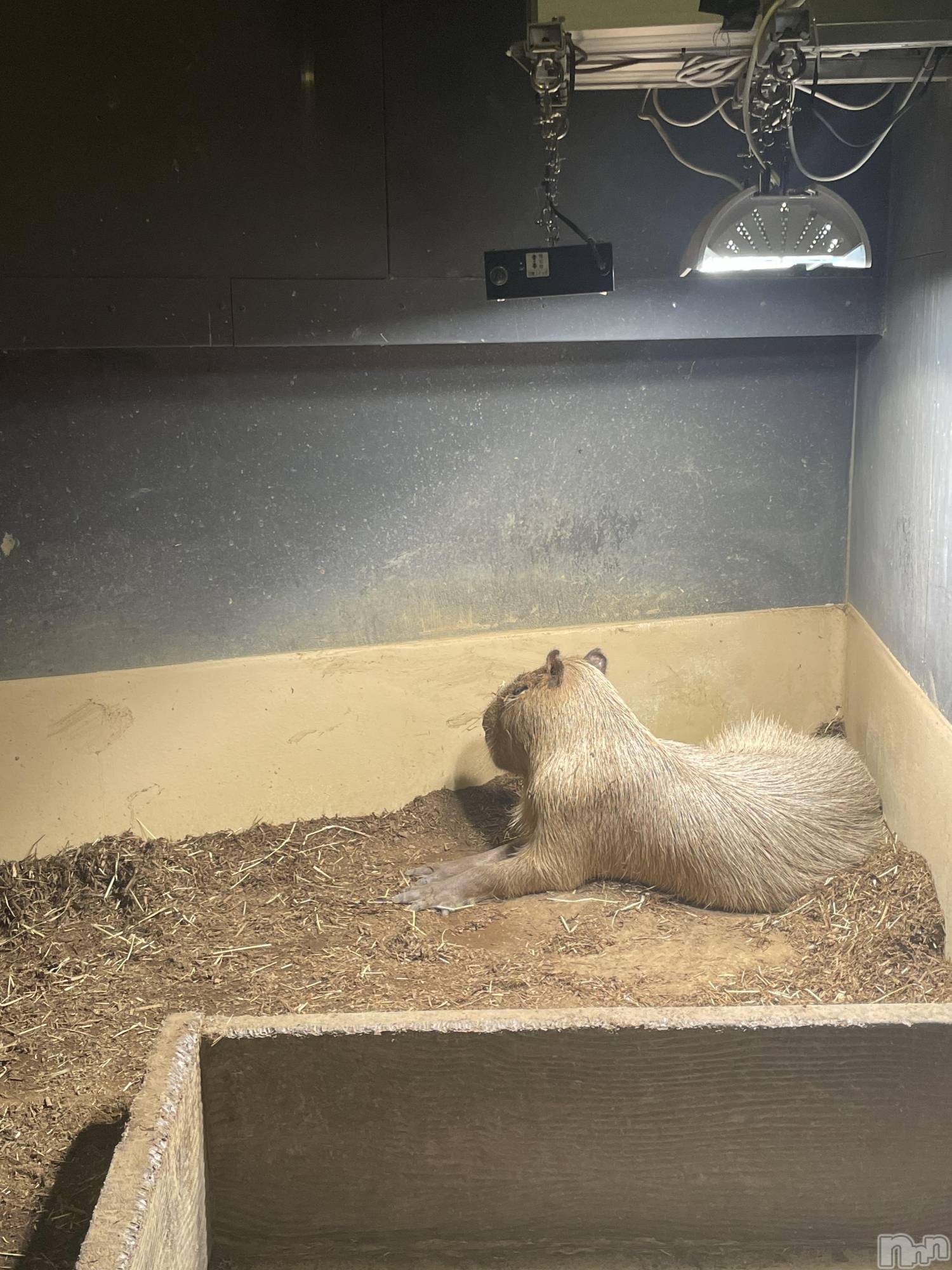 ��ë����Х��顦�����CLUB��Paladin(����֡��ѥ�ǥ���) ��2025ǯ1��3���̥�֥�����🎍🌅🎍��