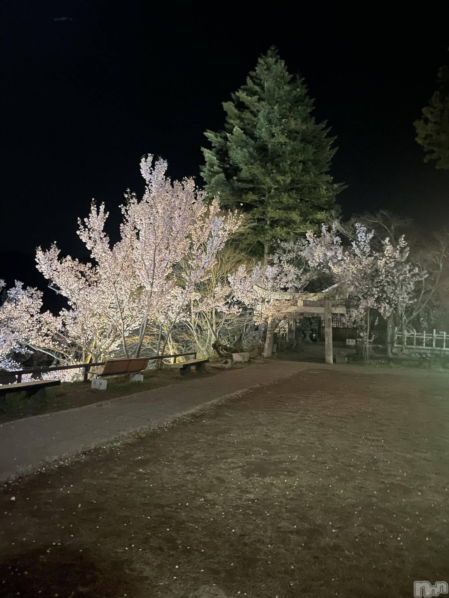 ��ë����Х��顦�����CLUB��Paladin(����֡��ѥ�ǥ���) ��2025ǯ5��4���̥�֥�����🌸��