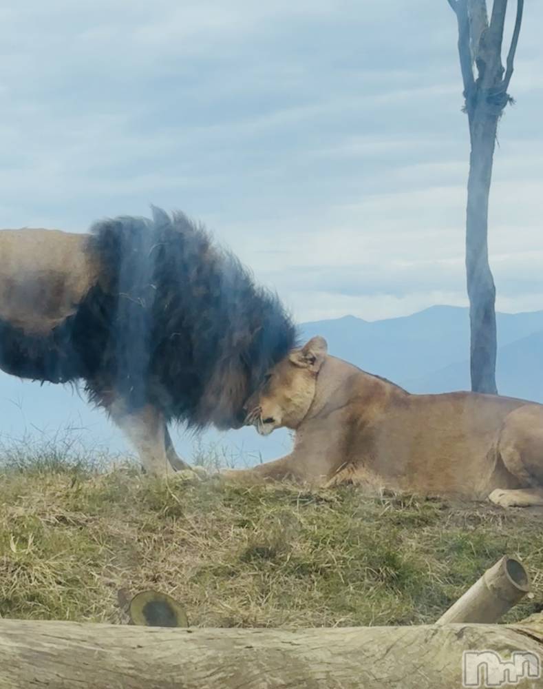 ĮХ顦֥ ץ ( ץ ) ࡡߤ줤1117̥֥️🦁💕😘