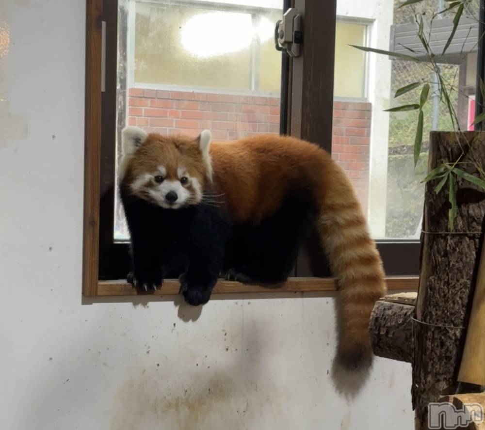 ĮХ顦֥ ץ ( ץ ) ࡡߤ줤1117̥֥😍😍😍