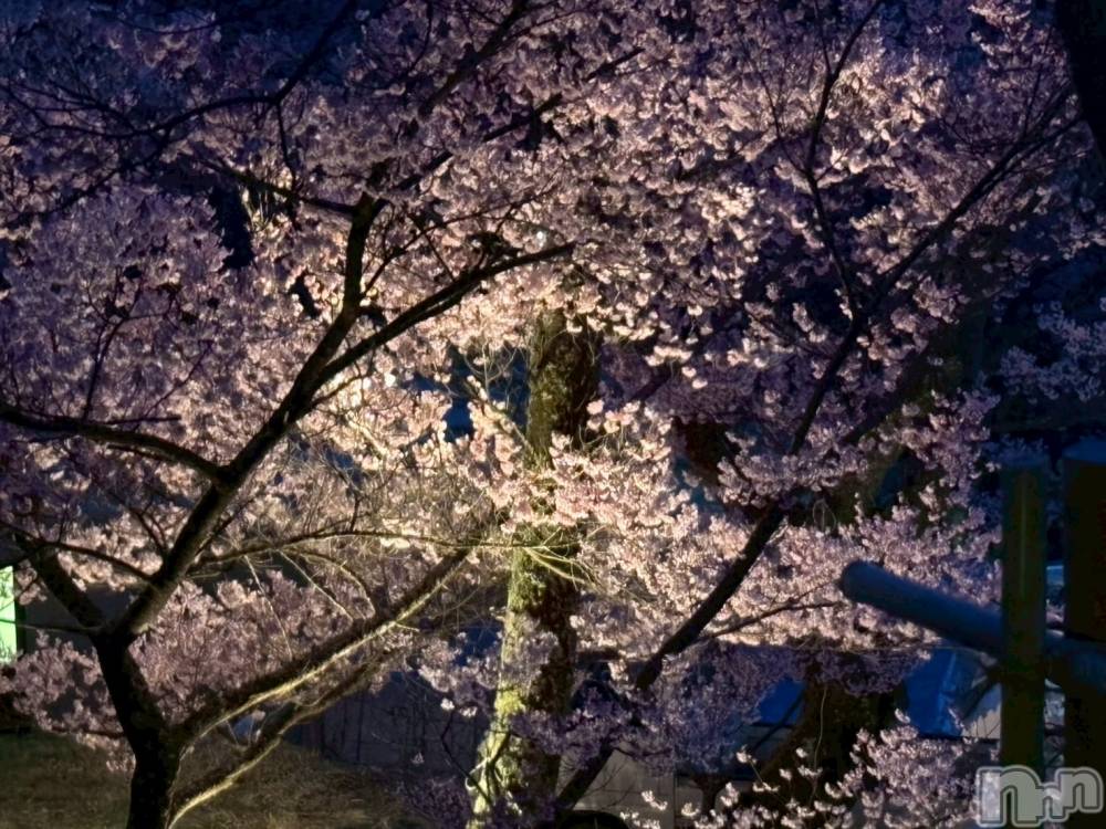 ��Į����Х��顦����֥���� �ץ���� ����(����� �ץ���� ������) ���ࡡ�ߤ줤��4��12���̥�֥�����🌸��