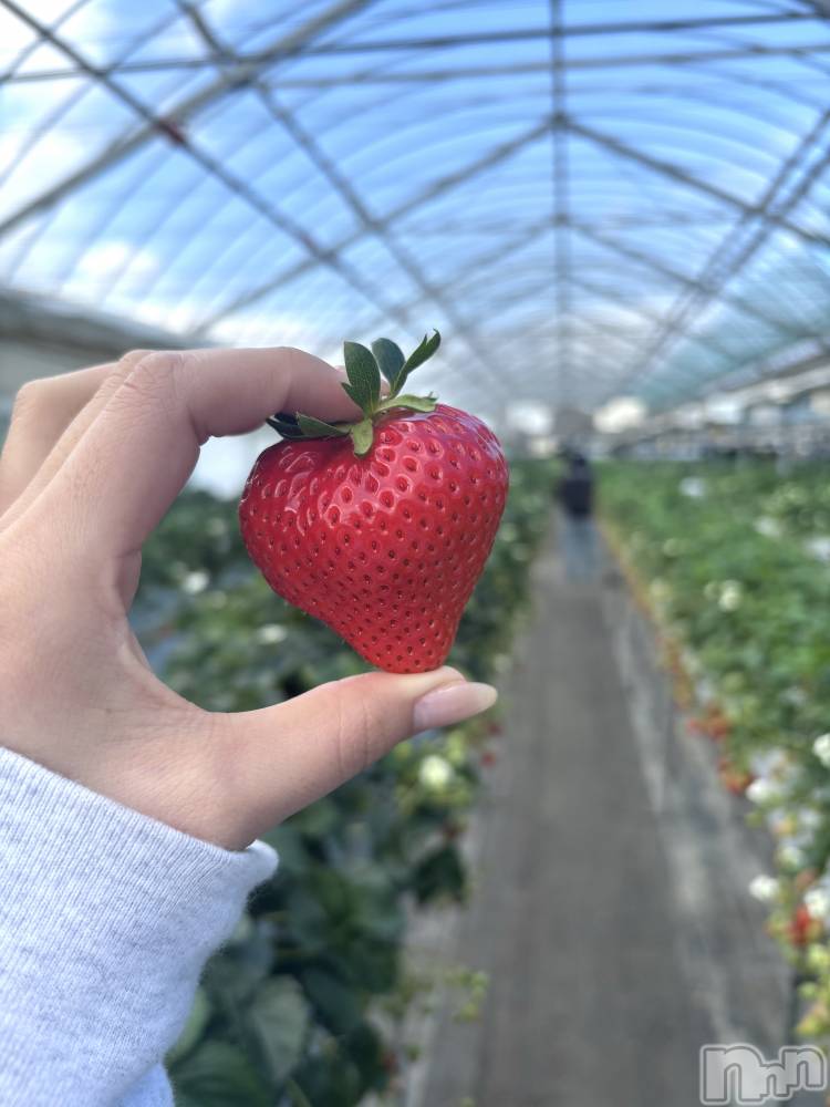 ��Į����Х��顦����֥���� �ץ���� ����(����� �ץ���� ������) ���ࡡ�ߤ줤��4��12���̥�֥�����🍓��